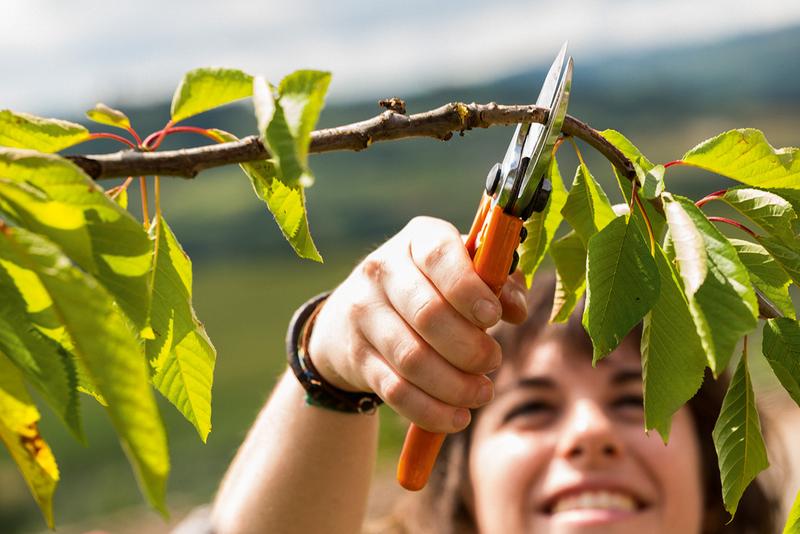 Agenda del jardí d’abril