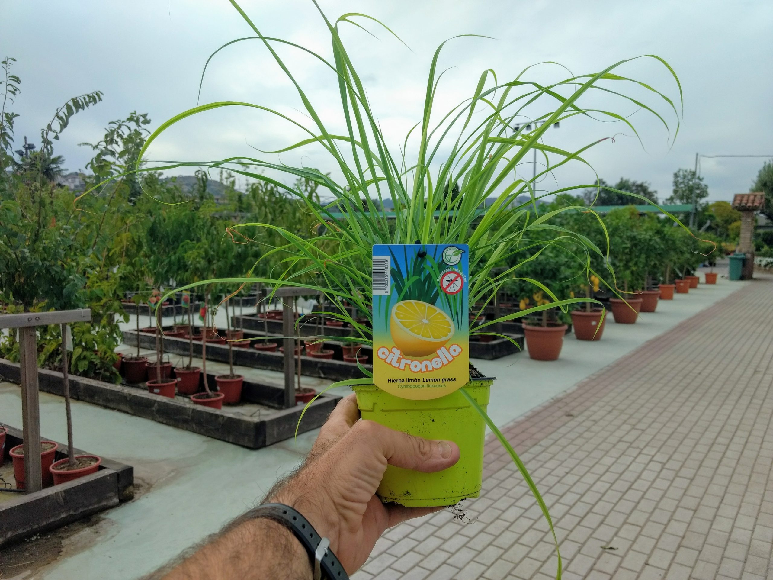 Cymbopogon citratus – L´autèntica Citronella