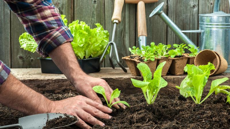 Curs «El jardí-hort ecològic. (25 de maig de 2019)