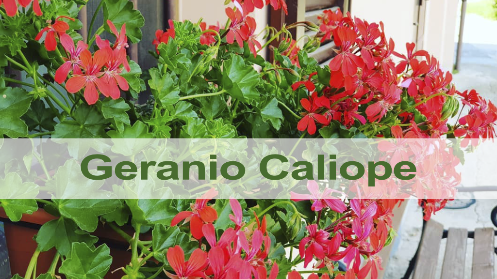 Característiques i cures del Gerani Caliope