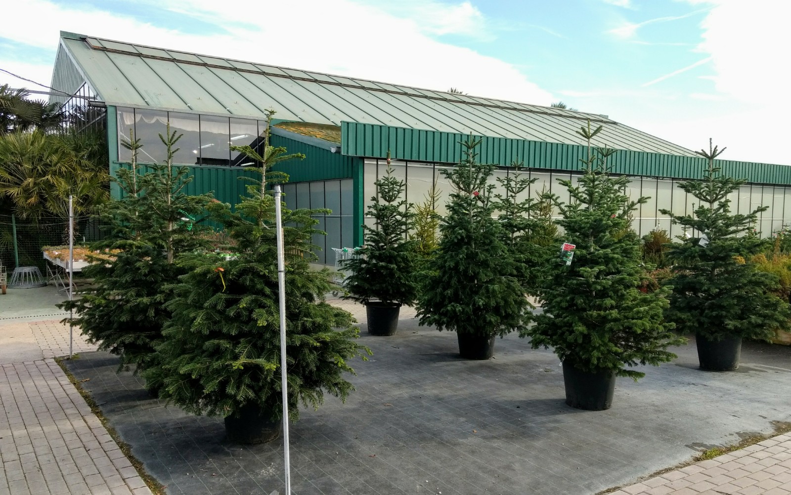 Oferta liquidació: Avets arrelats de 200/250 cm. amb un 25% de descompte.