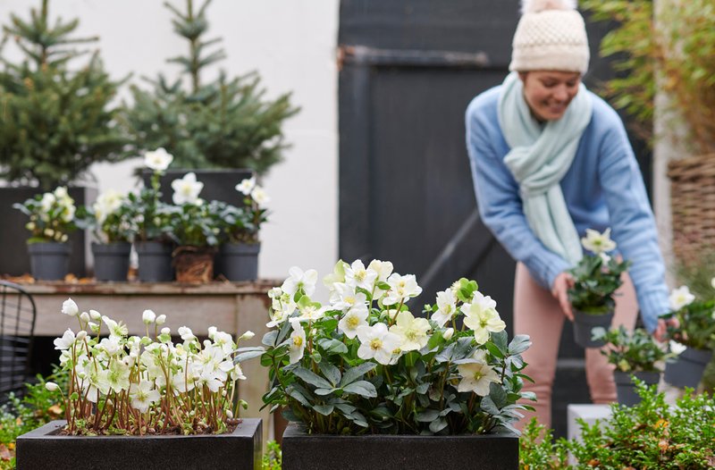 Agenda del jardí de desembre