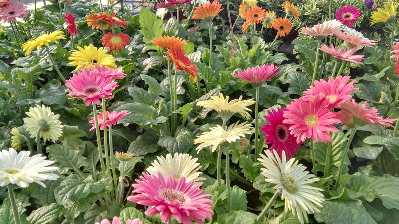 La Gerbera: característiques i cures básiques