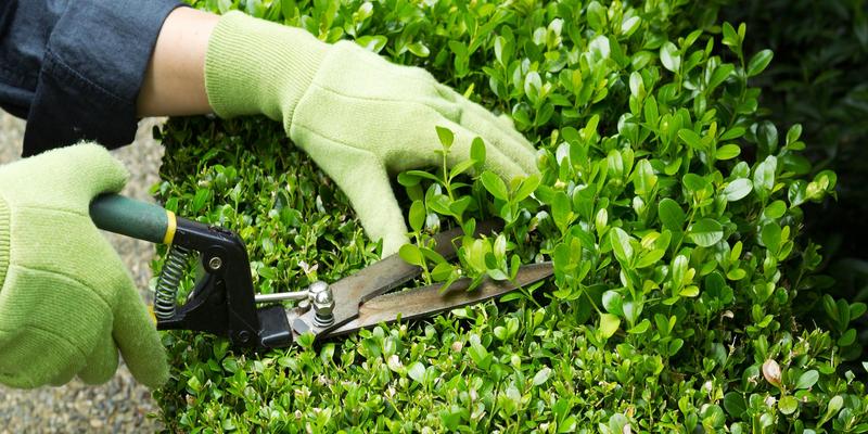 Agenda del jardí de febrer