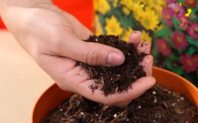 El substrat adequat per a cada planta