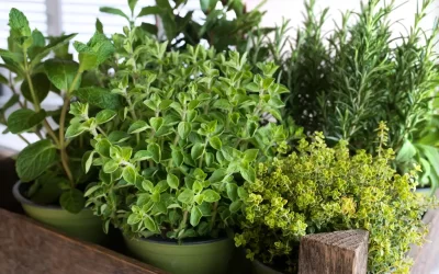 5 plantes aromàtiques que no poden faltar al teu jardí