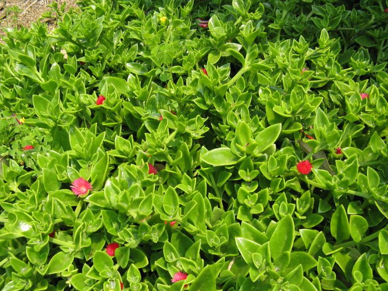 La Aptenia cordifolia: una tapissant molt resistent