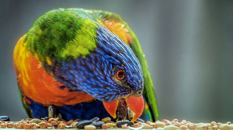La cura de les «altres mascotes»