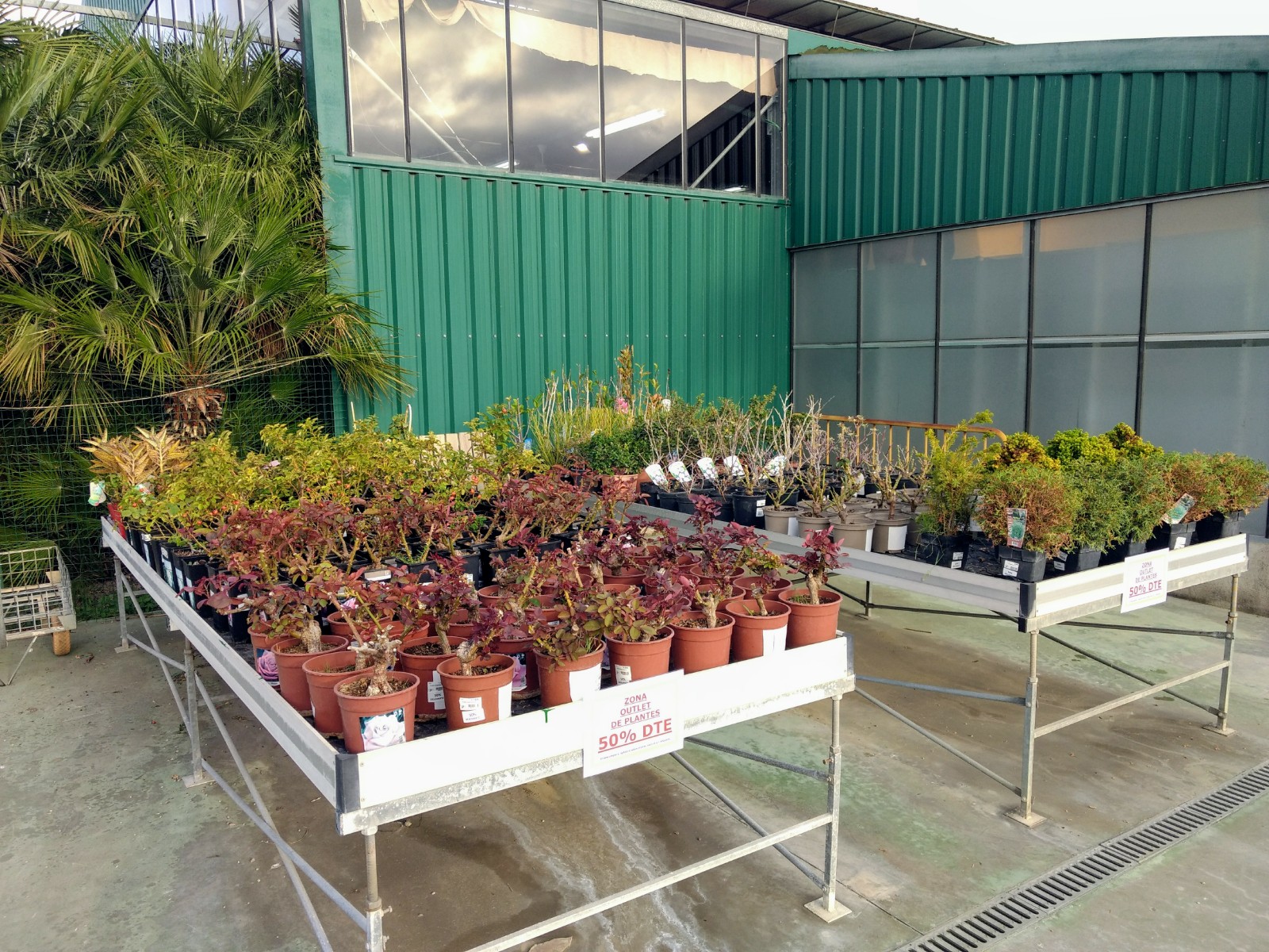 Nova Zona Outlet de Plantes a Catalunya Plants