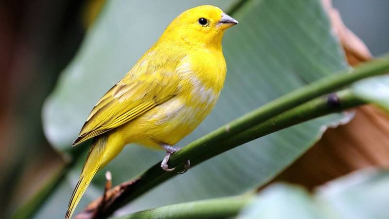 Canaris: caracteristiques i cures