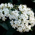 Viburnum tinus: planta d’escàs manteniment de floració hivernal