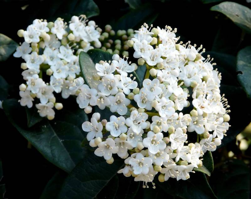 Viburnum tinus: planta d’escàs manteniment de floració hivernal