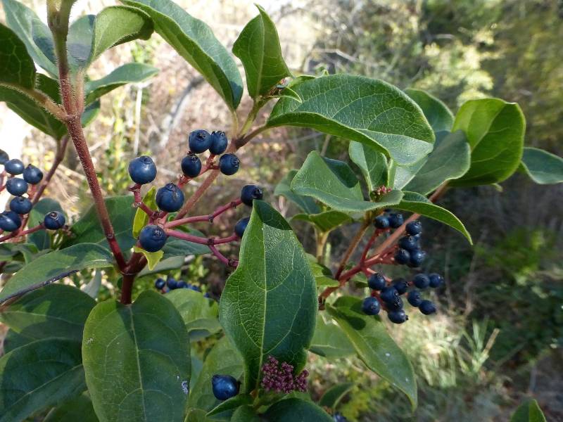 Floració del viburnum tinus (marfull)