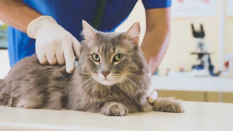 Cada quan ha de visitar un gat al veterinari