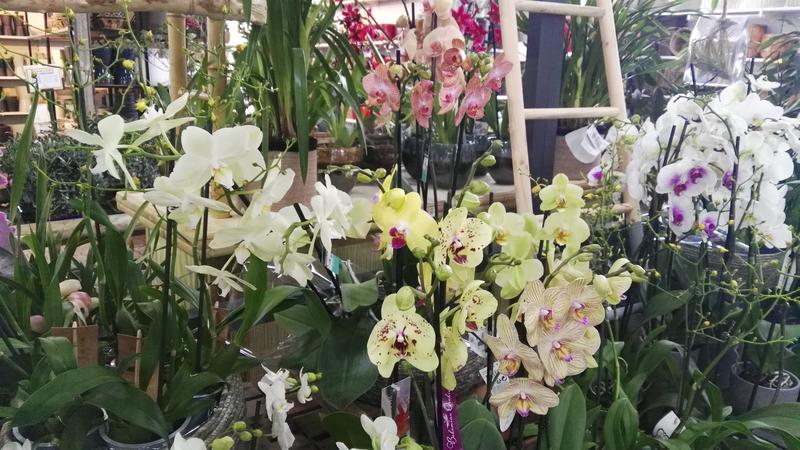 A Sant Valentí regala plantes