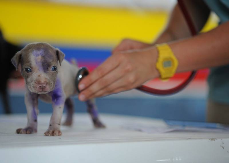 visites dels cadells al veterinari
