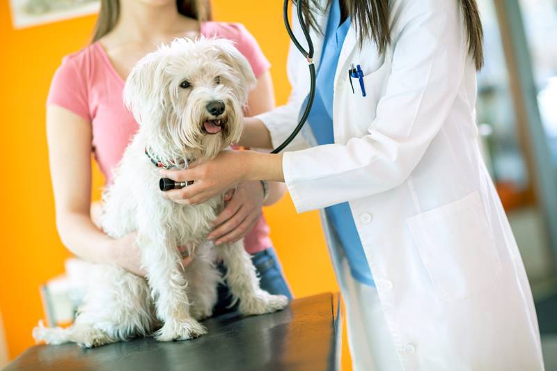Cada quan ha d´anar el gos o gat al veterinari?