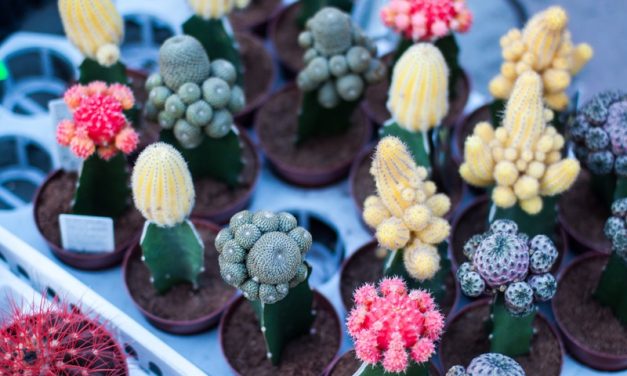 Cactus: cures i caracteristiques