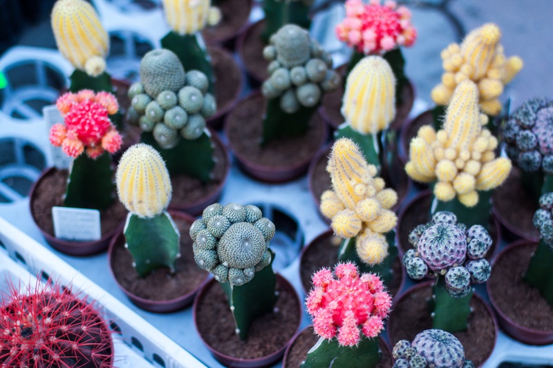 Cactus: cures i caracteristiques