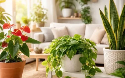 Plantes d’interior: cures bàsiques a començaments de primavera
