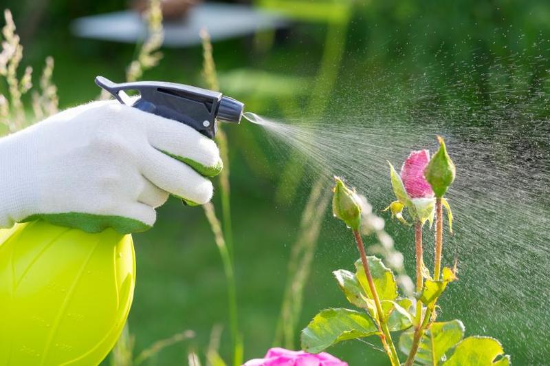 Cuida de les teves plantes de les plagues aquesta primavera