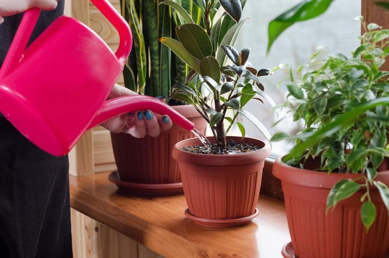Com regar les plantes a la primavera
