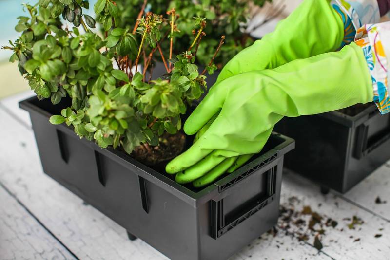 Com transplantar i adobar les plantes a la primavera