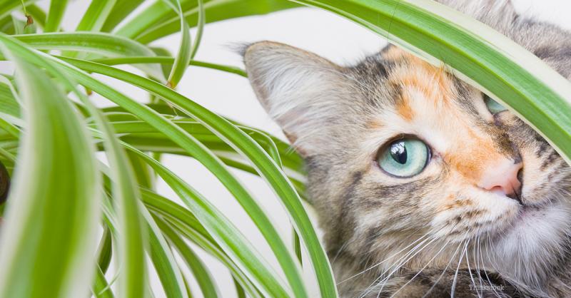 Plantes beneficioses, repel·lents, excitants i tòxiques per als gats