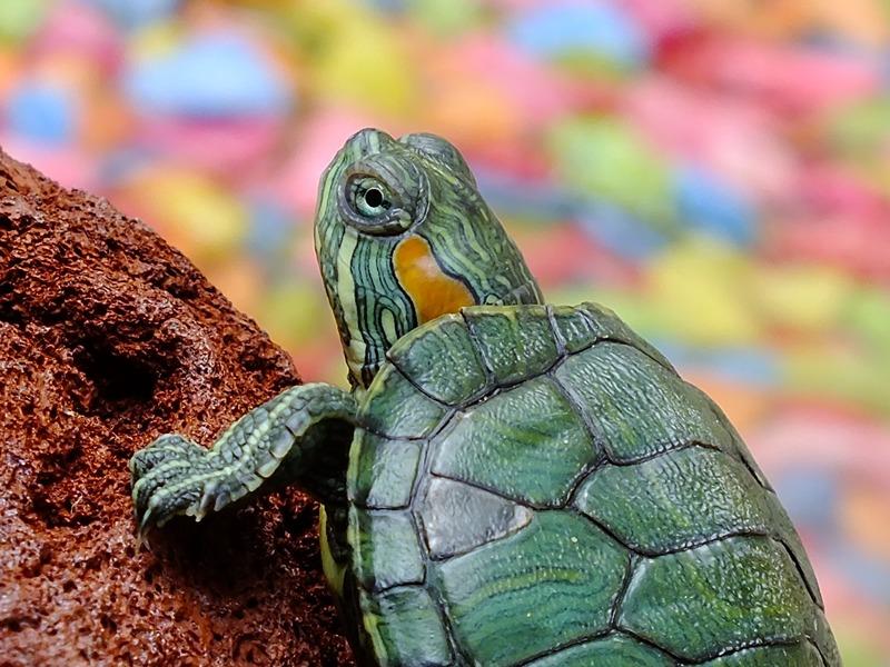 Cures i alimentació de les tortugues d´aigua