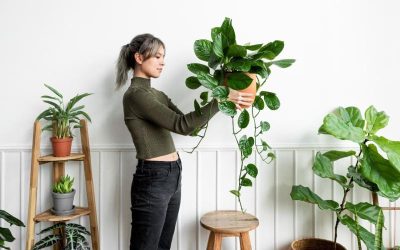 Idees per decorar amb plantes