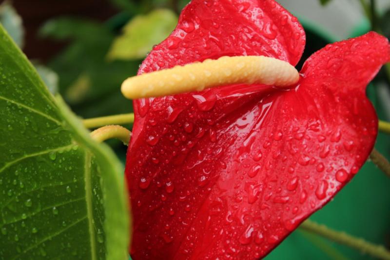 El toc tropical de l´anthurium