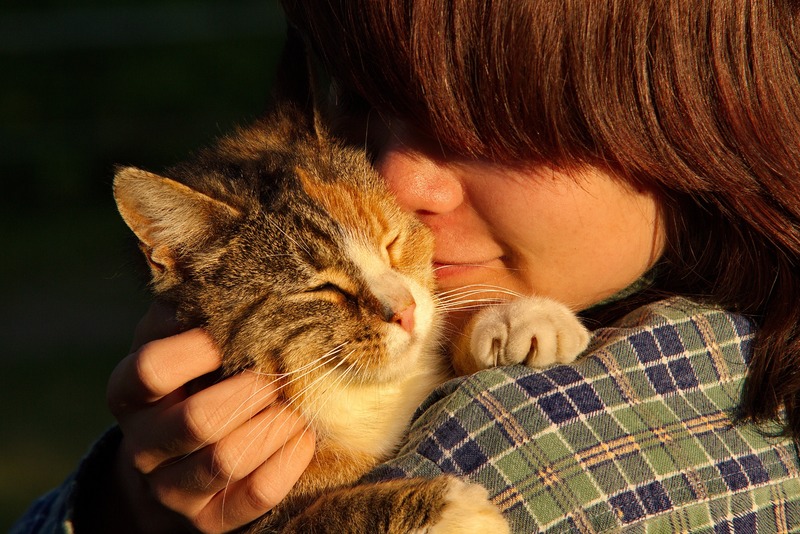 10 tips per fer feliç al teu gat