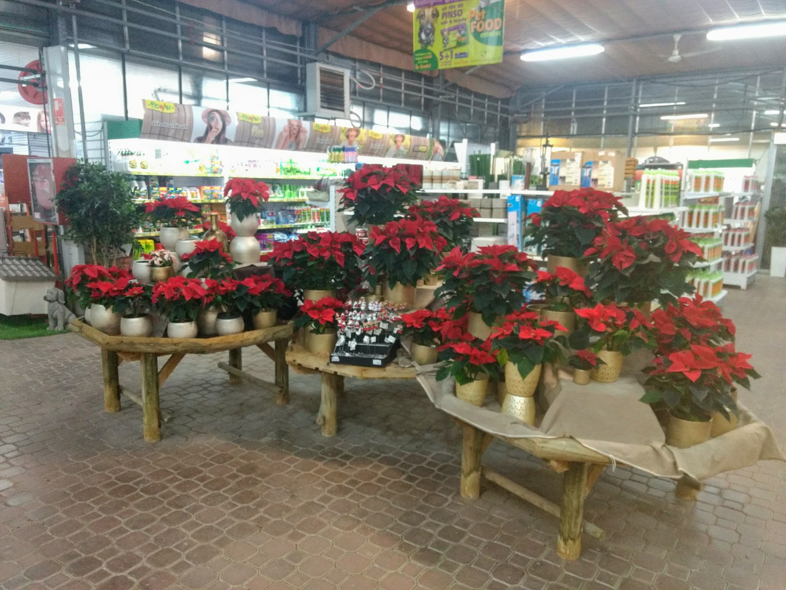 NADAL: TEMPS DE POINSETTIA