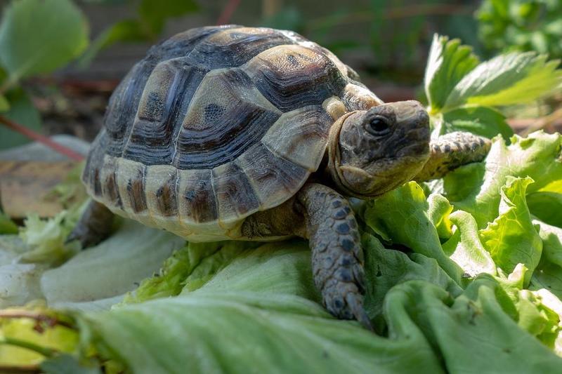 Tortugues: mascotes ideals per als nens