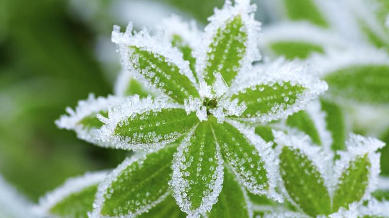 Com protegir les teves plantes a l’hivern