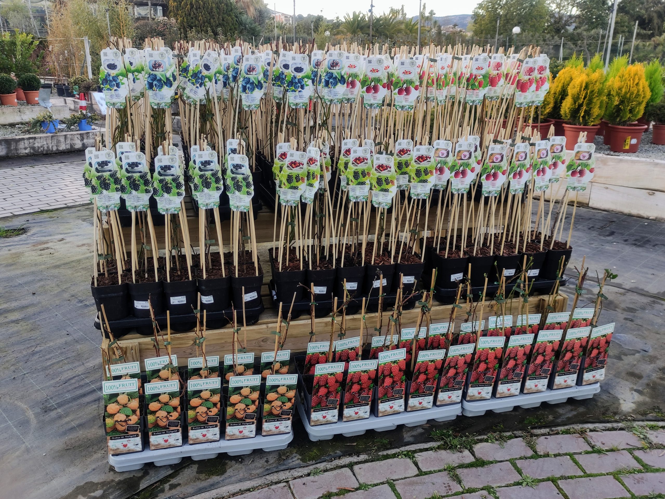 Ja a la venda el fruits dels bosc: nabius, groselles, mores i gerds