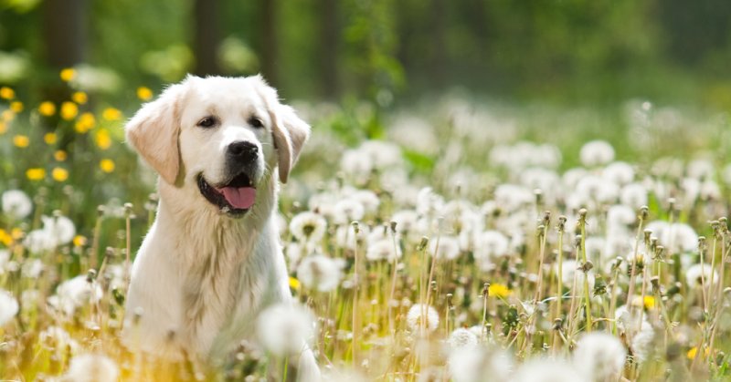 Com tractar les al·lèrgies de la nostra mascota
