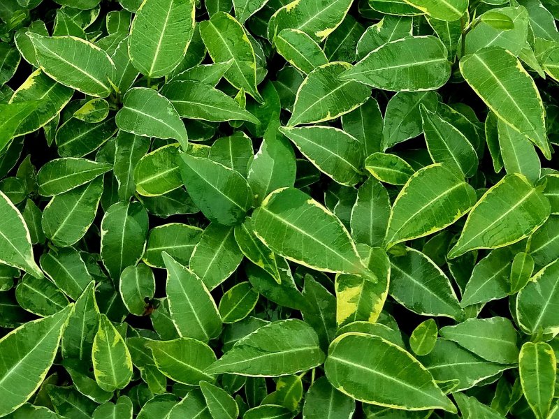 Ficus: una gran familia