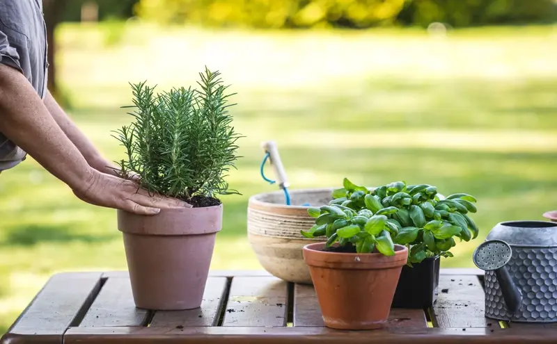 Com evitar que la calor destrueixi les teves plantes