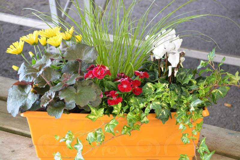 Jardineres combinades: l´art de barrejar espècies