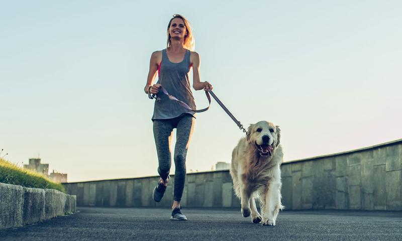 Conseqüències de l’obesitat en gossos i com prevenir-la