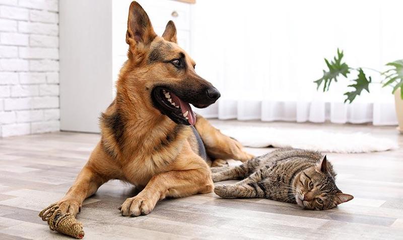 Mascotes ideals per a pisos petits