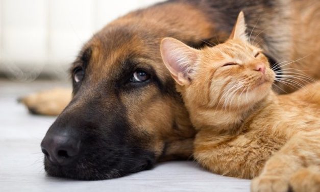 Prevenció i tractament de paràsits i picades en gossos i gats a la primavera