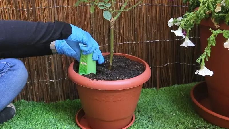 Sistemes senzills i efectius per regar les plantes a les vacances