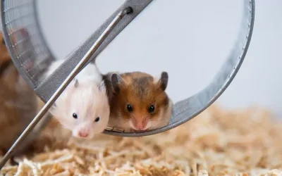 Quines cures necessita un Hamster?