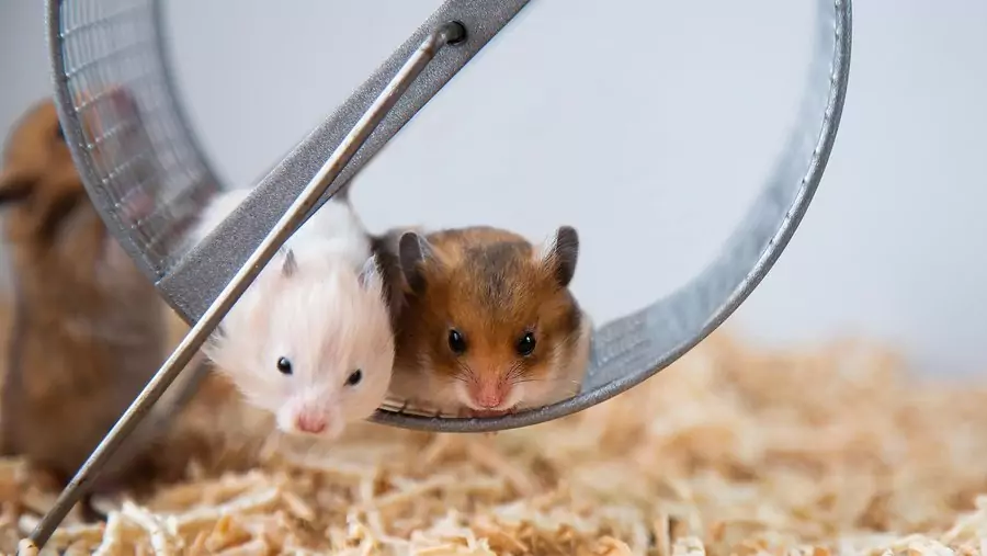 Quines cures necessita un Hamster?