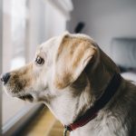 Consells per deixar el teu gos sol a casa, sense traumes