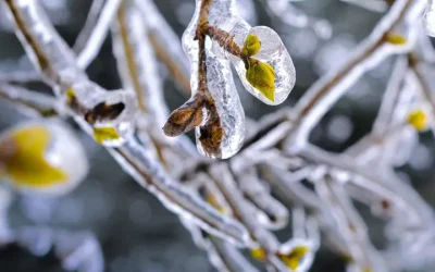 Com protegir les plantes i el jardí de les gelades
