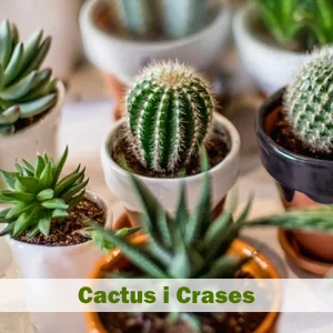 Cactus i crases