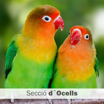 Ocells